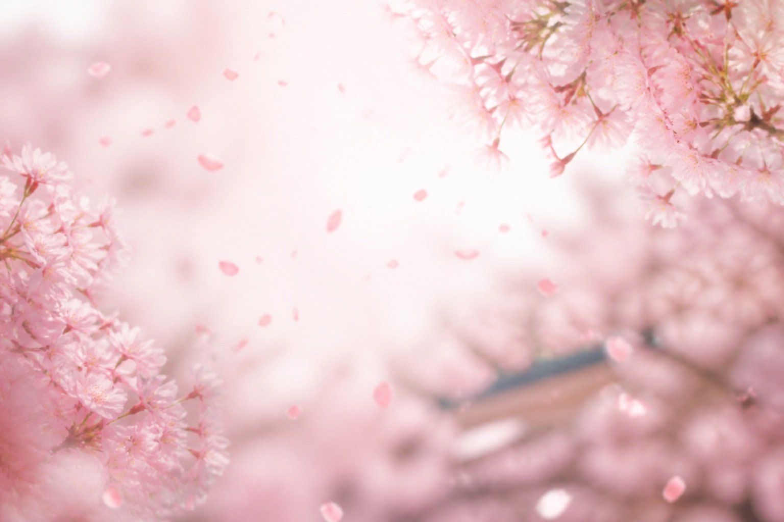 Cherry Blossom