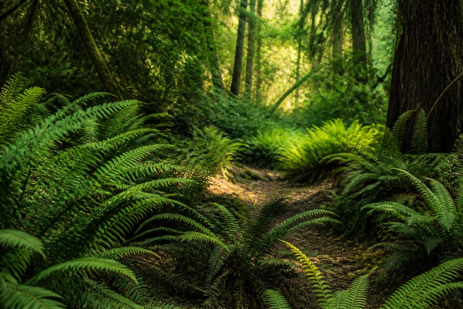 Fern Hollow