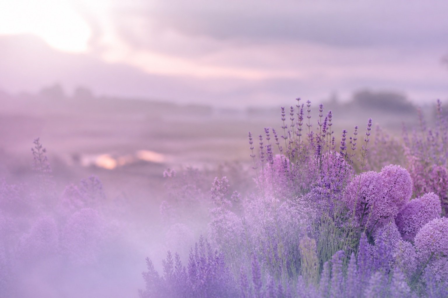 Lavender Haze