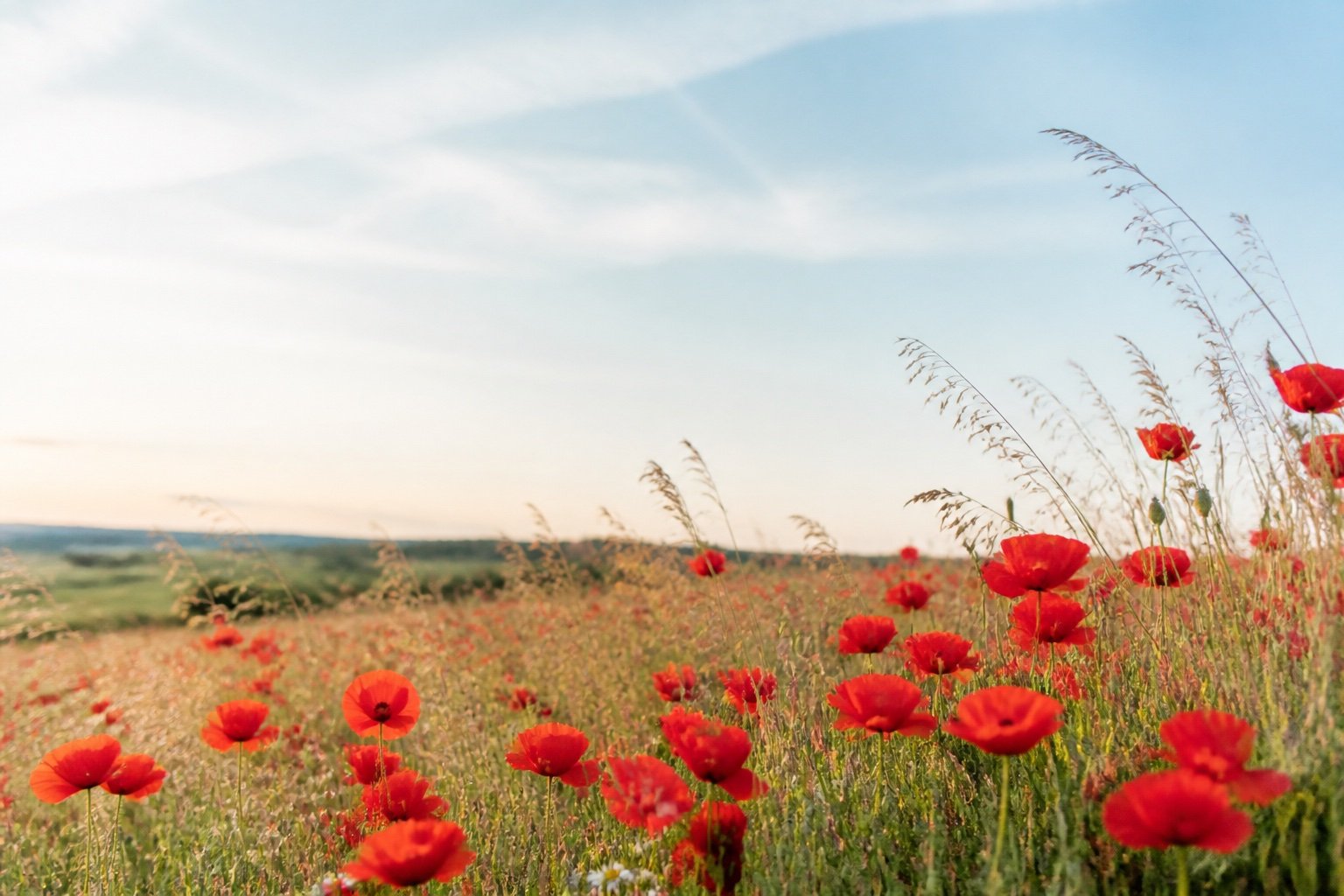 Poppy Field
